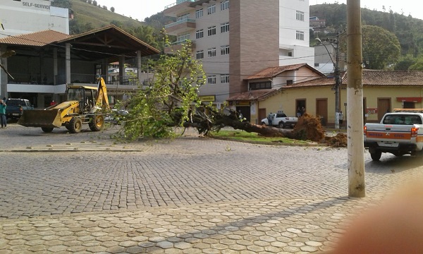 Prefeitura de Rio Preto derruba “Amendoeira” e revolta moradores