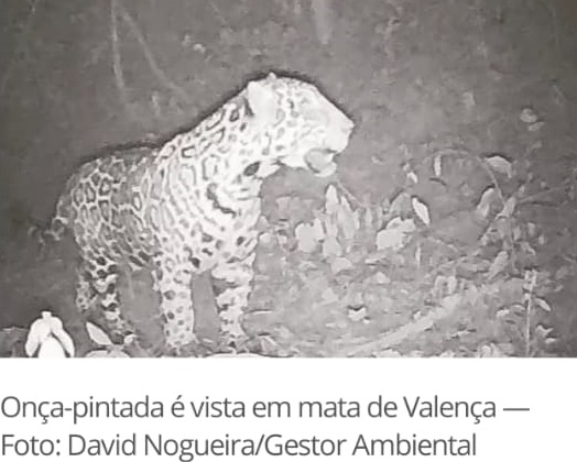 Onça pintada em Valença