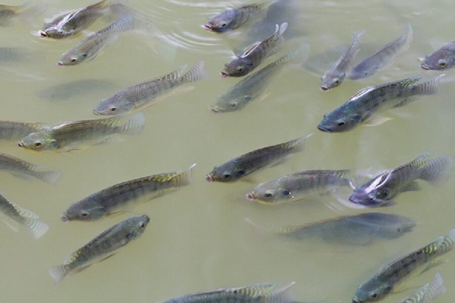 Rio Preto, Santa Rita e Santa Bárbara poderão se beneficiar da criação de peixes